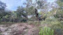 Terreno em Galveias de 28000,00 m2