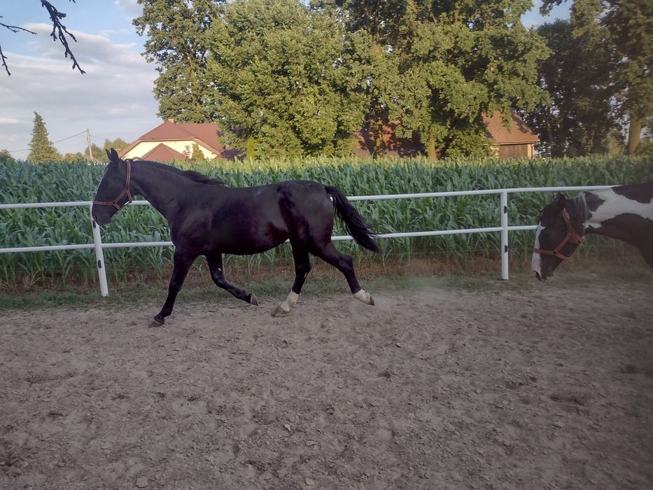Źrebice półtora roczne