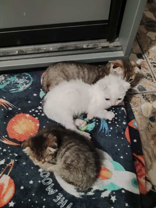 Віддам трьох кошенят