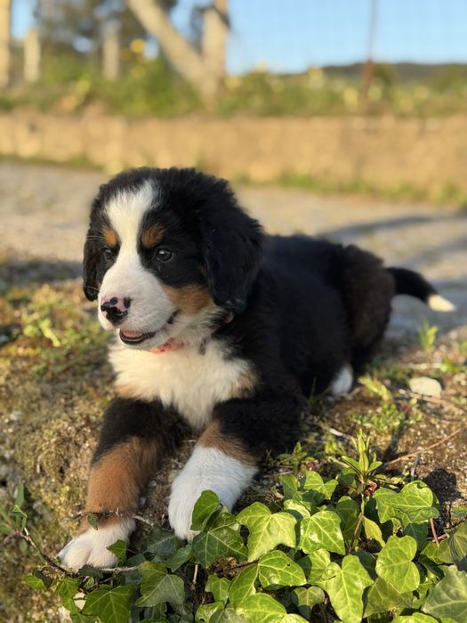 Boiadeiro de Berna / Bouvier Bernois / Bernese Mountain Dog