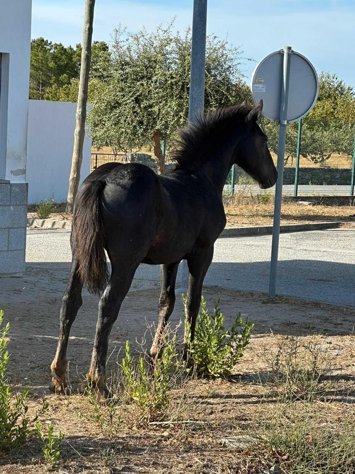 Égua Preta e Poldro Filho De Frisian