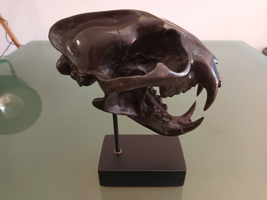 Escultura em Bronze patinado, de Crânio de Leopardo das Neves
