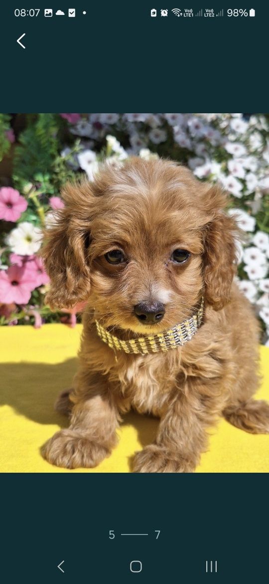 Cavapoo piesek z certyfikatem i paszportem
zaszczepiony, kilkukr