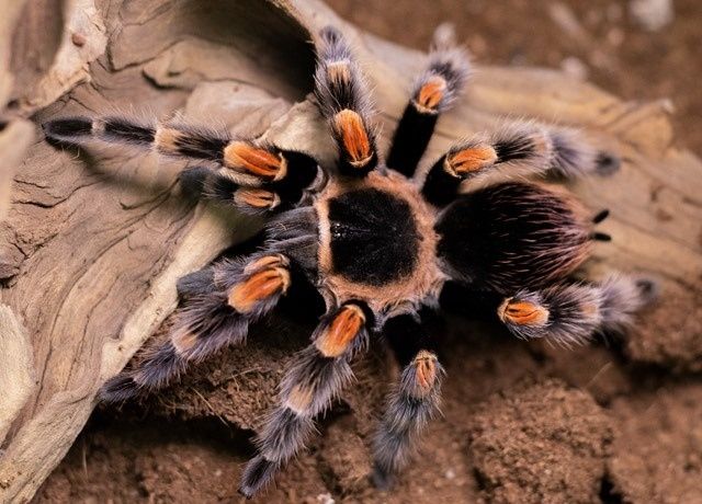 Ptasznik pomarańczowokolanowy L4 ptasznik pająk