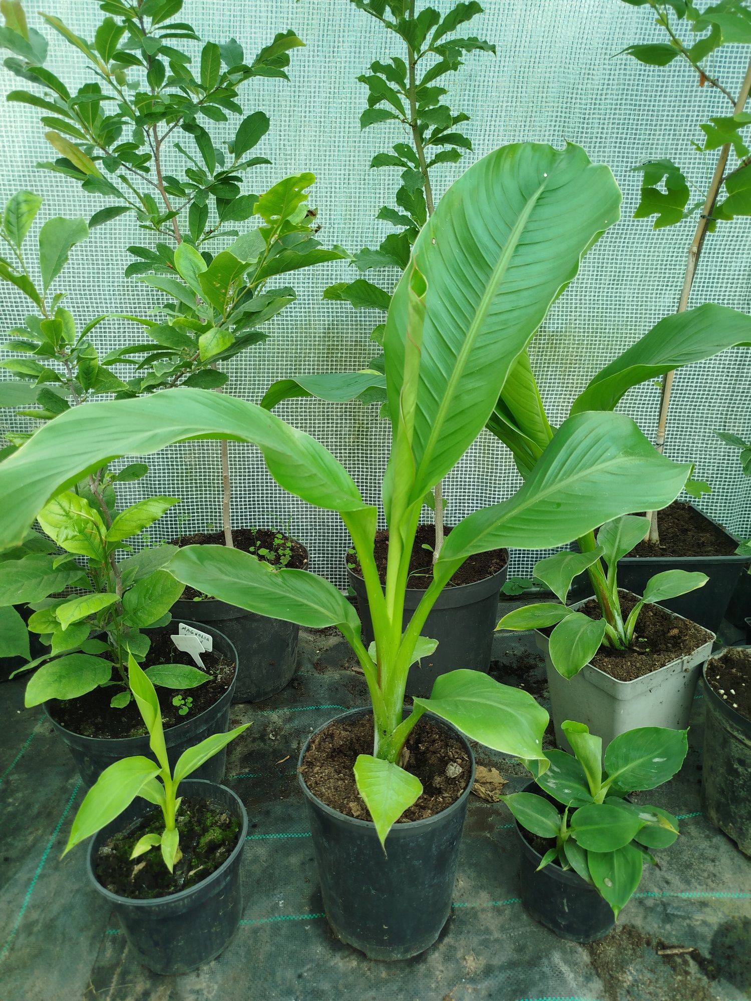 Bananowiec Ensete Ventricosum