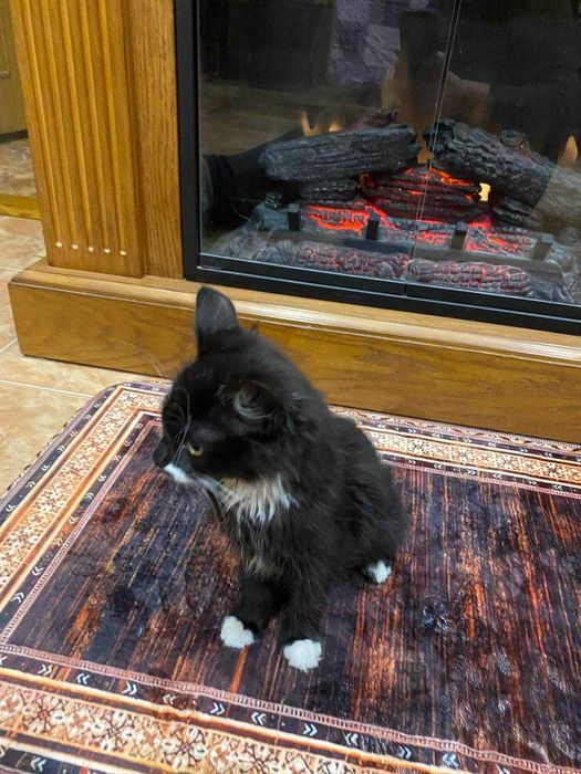 Віддамо грайливого котика