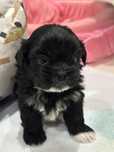 Shih tzu szczeniak