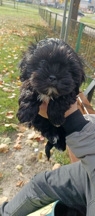 Shih Tzu Piesek z Rodowodem