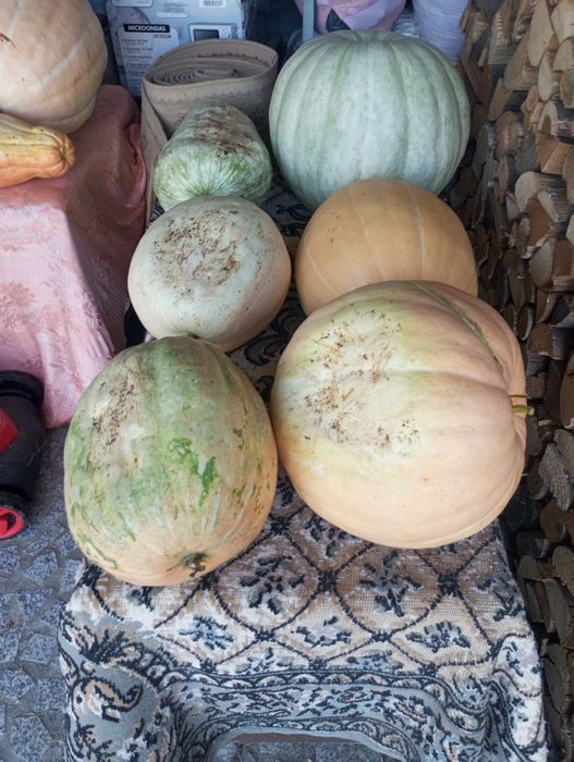 Vendo bolina inteira a 50 cêntimos do kilo
