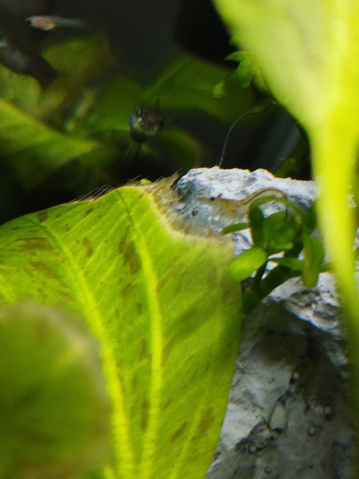 Krewetki zamienię na rybki