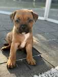 Staffordshire Bull Terrier- dostępny piesek rudy z białym Staffik