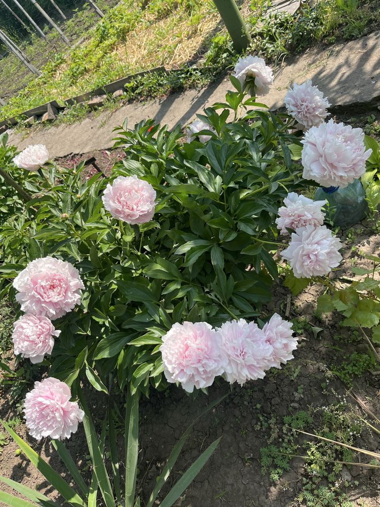 Пион сортовой нежнейшего зефирного цвета