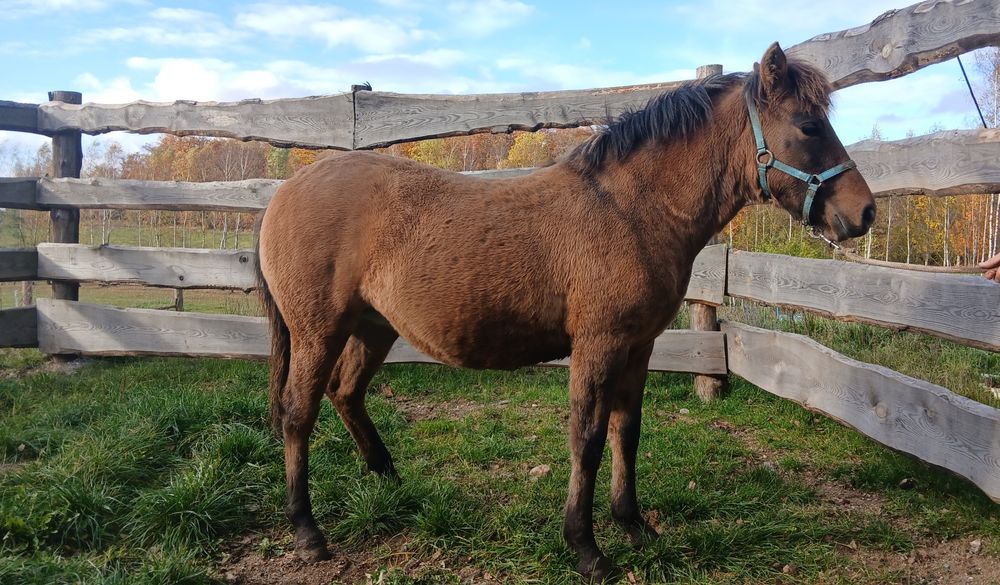 Klaczka huculski, Odsadek hucuł