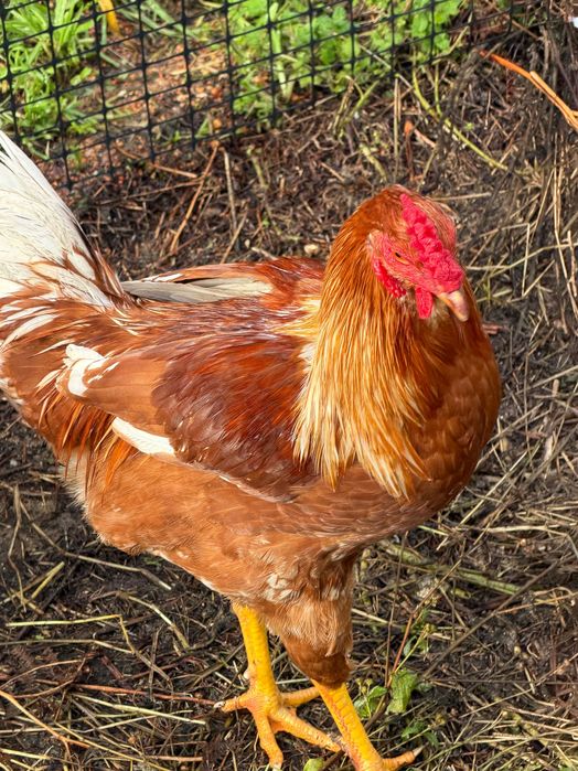 Galo Brahma e também galo da raça das galinhas poedeiras