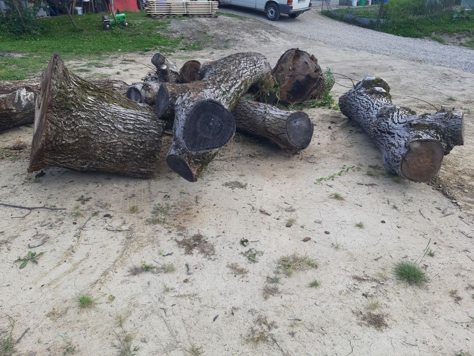 Sprzedam drewno orzecha włoskiego