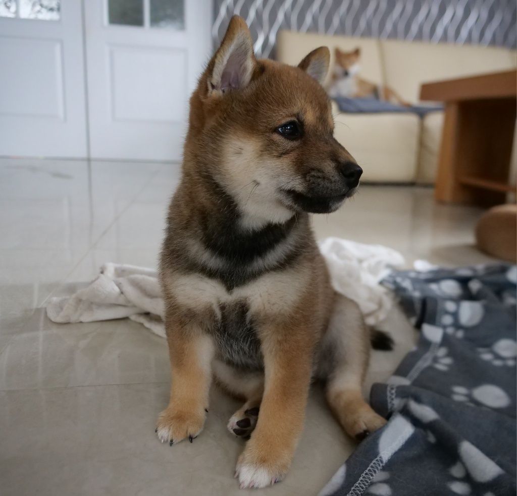 Shiba Inu Sezamowy Piesek FCI