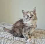 Srebrzysta koteczka rasy Maine coon!!