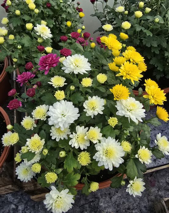 Wyprzedaż! Chryzantemy drobnokwiatowe kompozycje10-15zł