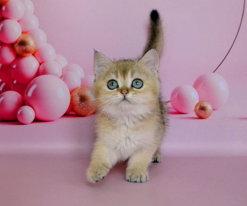 Золотистые шиншиллы котики и кошечки