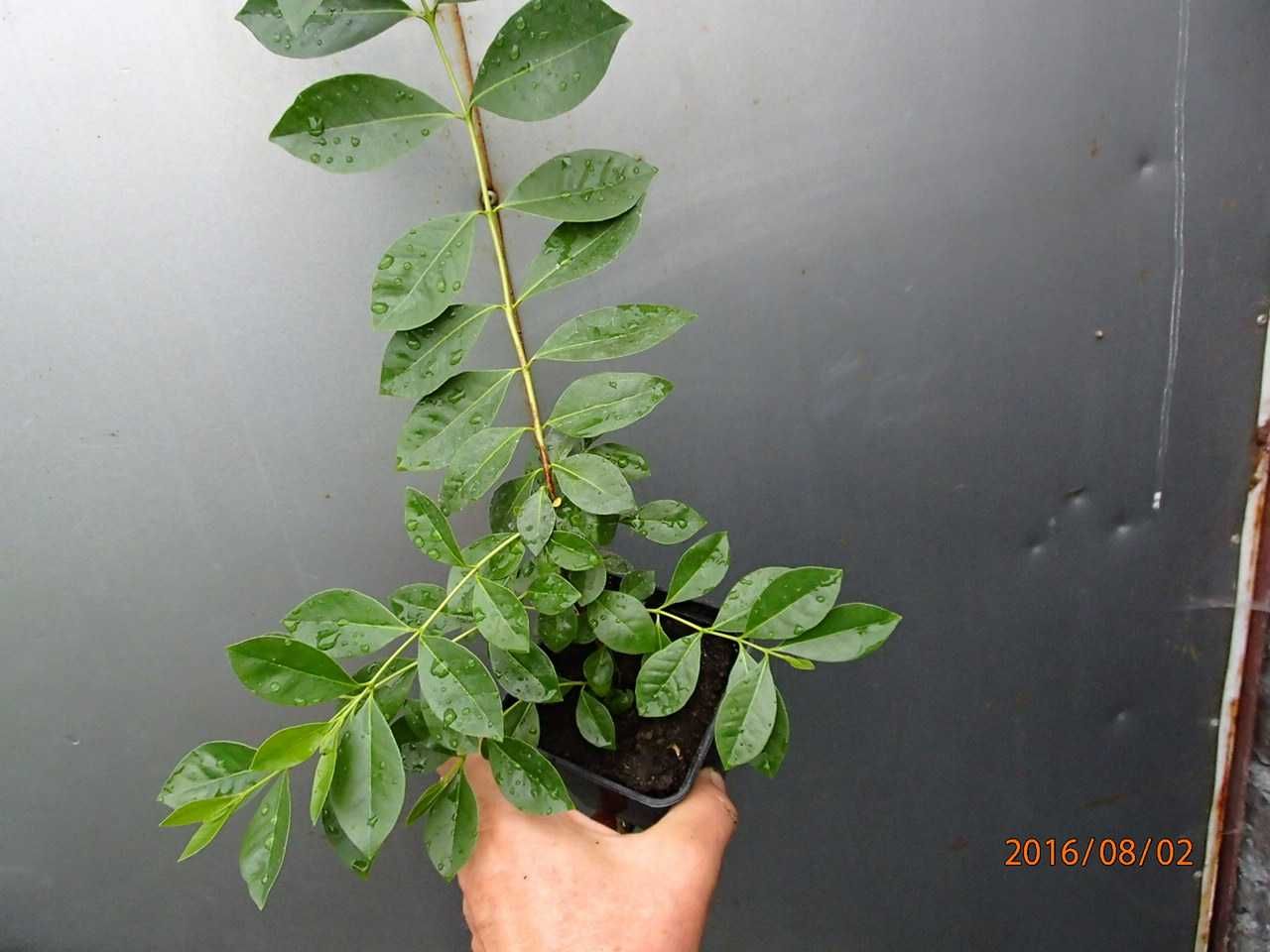 Gujawa truskawkowa-psidium catleyanum - sadzonka
