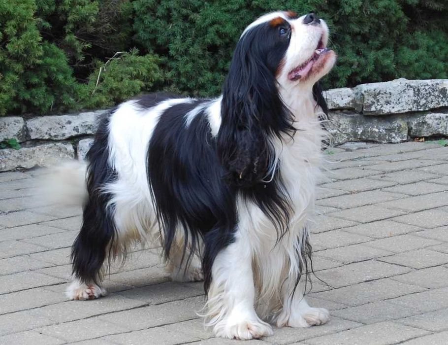 ZKwP FCI - Piesek -  Cavalier King Charles Spaniel