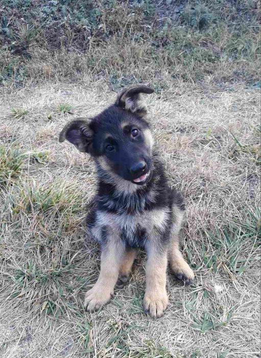 Щенок немецкой овчарки