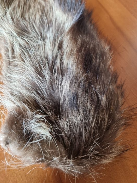 Kołnierz z futra królika