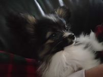 Spaniel kontynentalny miniaturowy Papillon - piesek