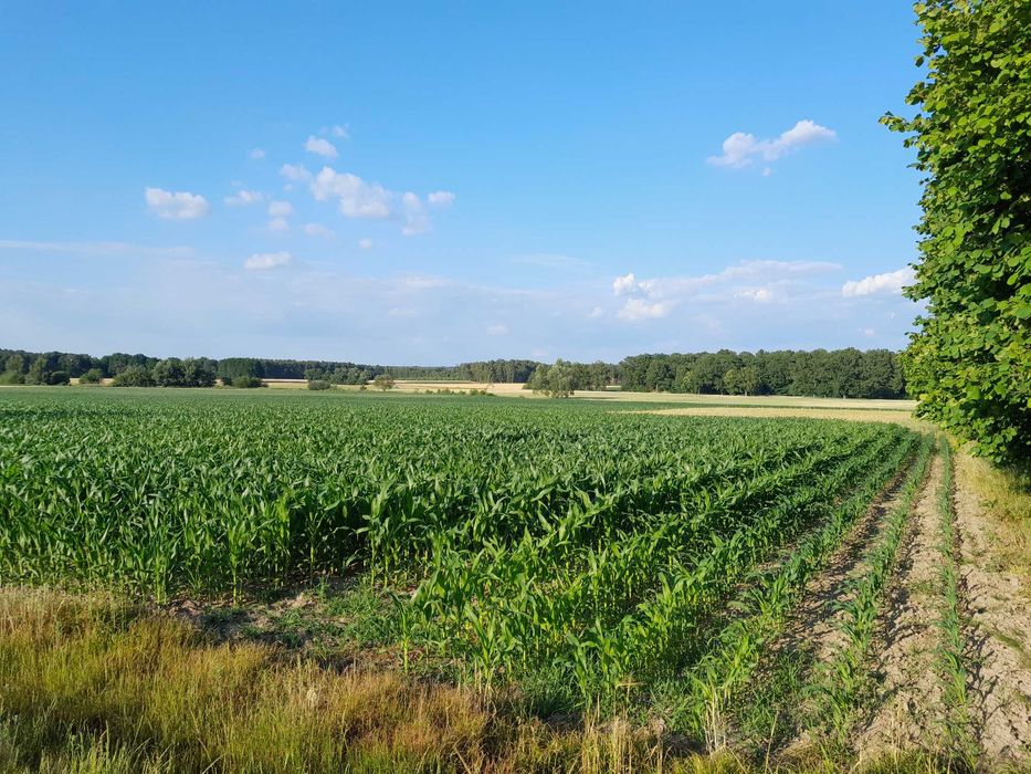 Działka budowlana 0,17 ha Dolina Baryczy