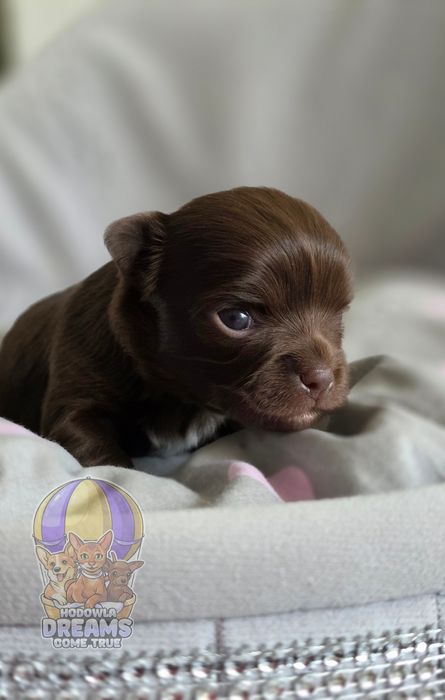 Chihuahua **Długowłosa Sunia **Do Rezerwacji