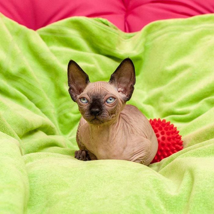 Кошенята канадський сфінкс