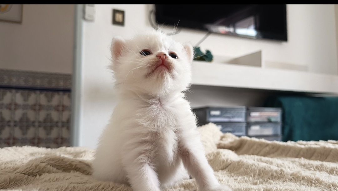 3 gatinhos para doação responsável