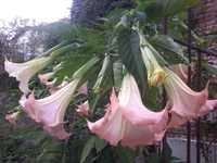 Бругмансія рожева, жовта "Квітка зимового саду"