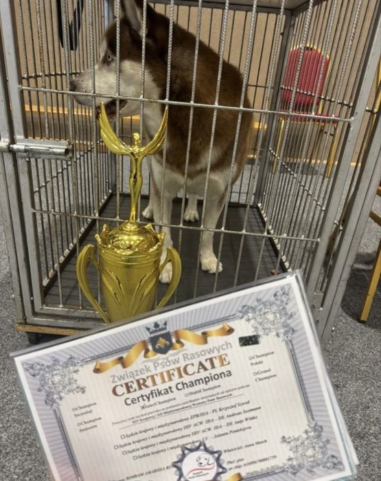 Syberian husky miot B -Buster po Championie