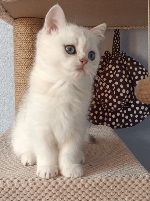 Няшний хлопчик вільний