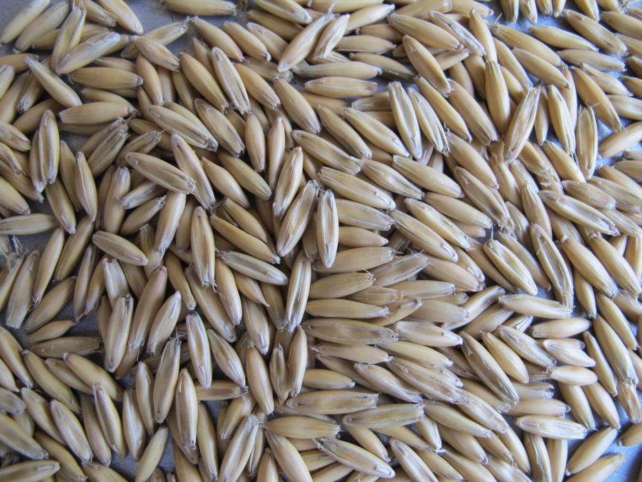 Sprzedam owies bingo