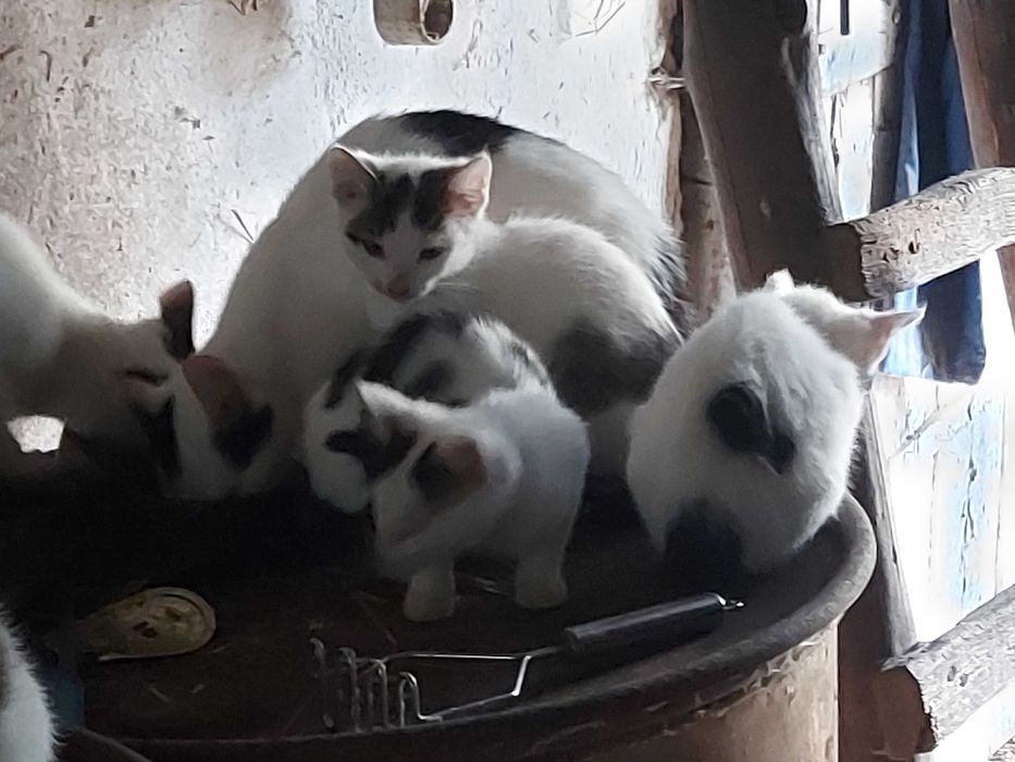 Oddam w dobre ręce kotki – 4 maluchy i 3 dorosłe