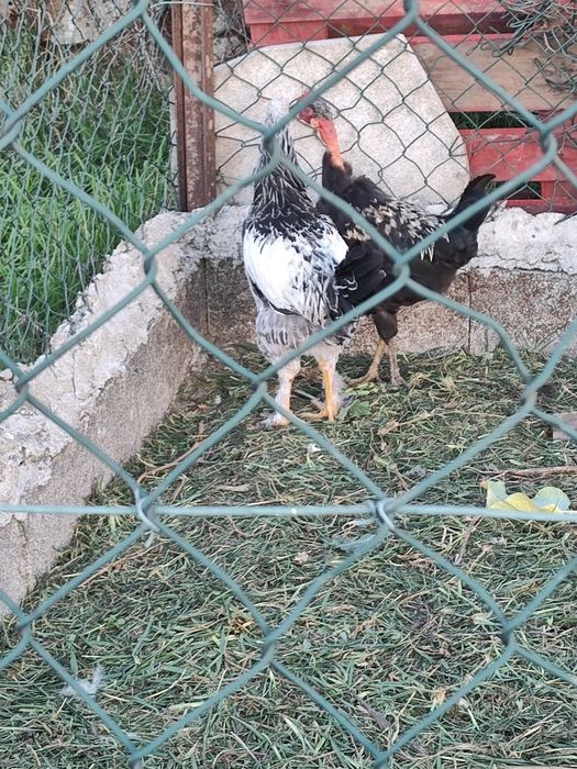Casal galinhas raça