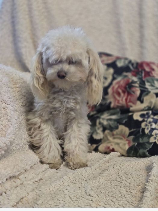 Pudel toy 8mcy suczka 1,5kg