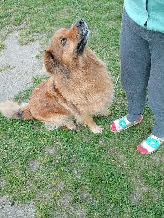 Adoptuj kochaną sunię Krysię.