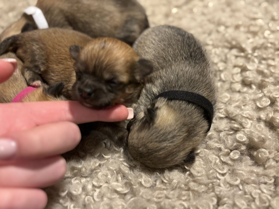 Chihuahua długowłosa