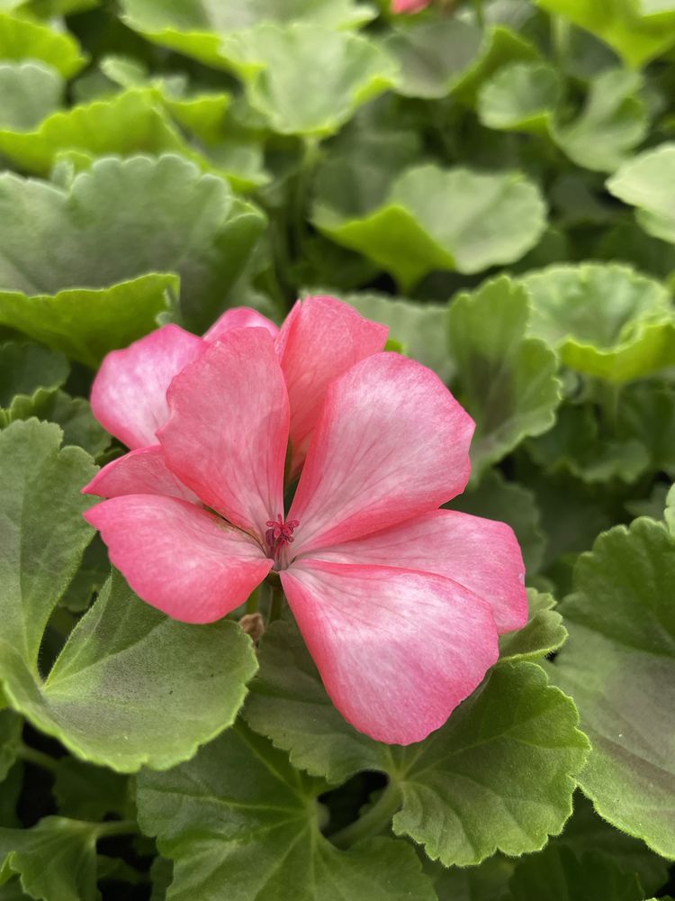 PELARGONIA różne rodzaje