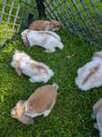 Królik miniaturka mini lop