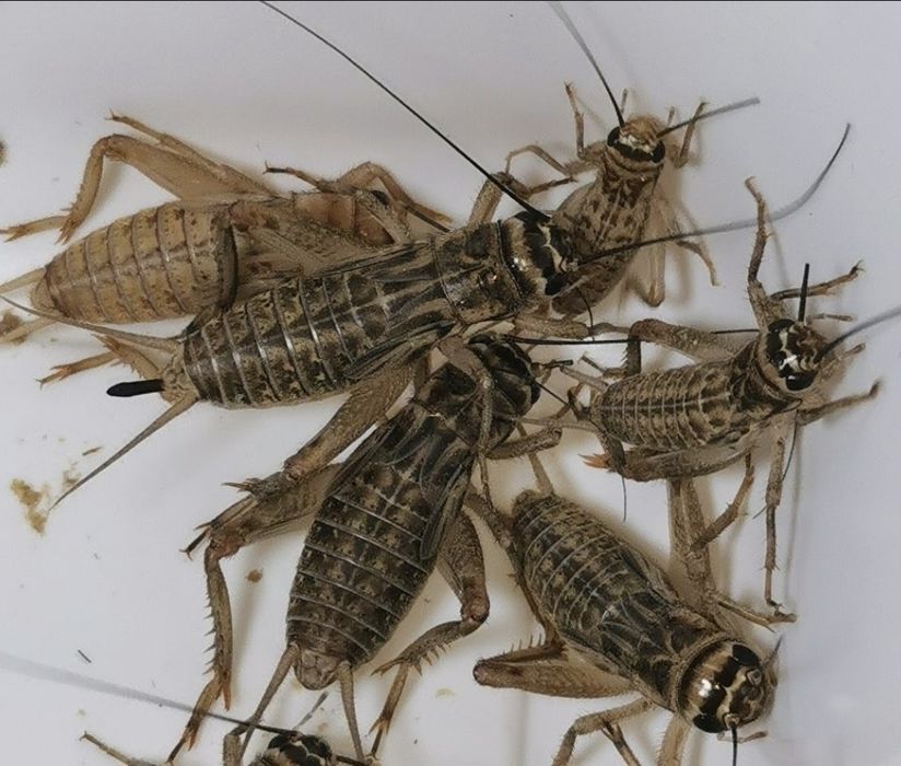 Karmówka dla gadów Świerszcze, mącznik, drewnojad