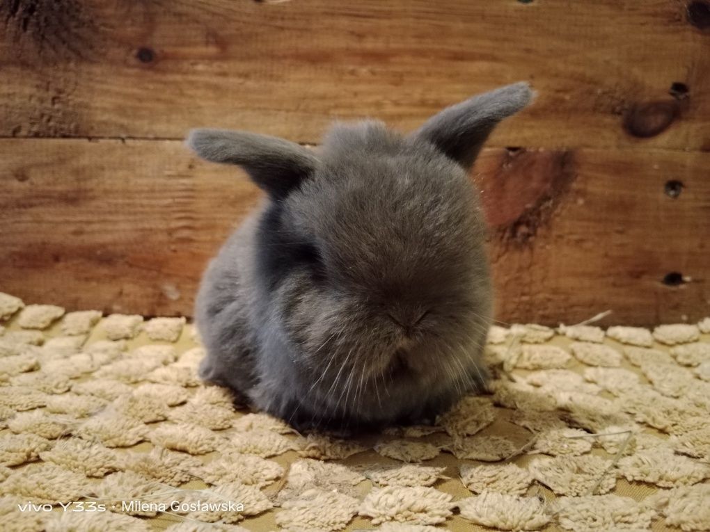 Mini lop, królik miaturka króliczek baranek, karzełek