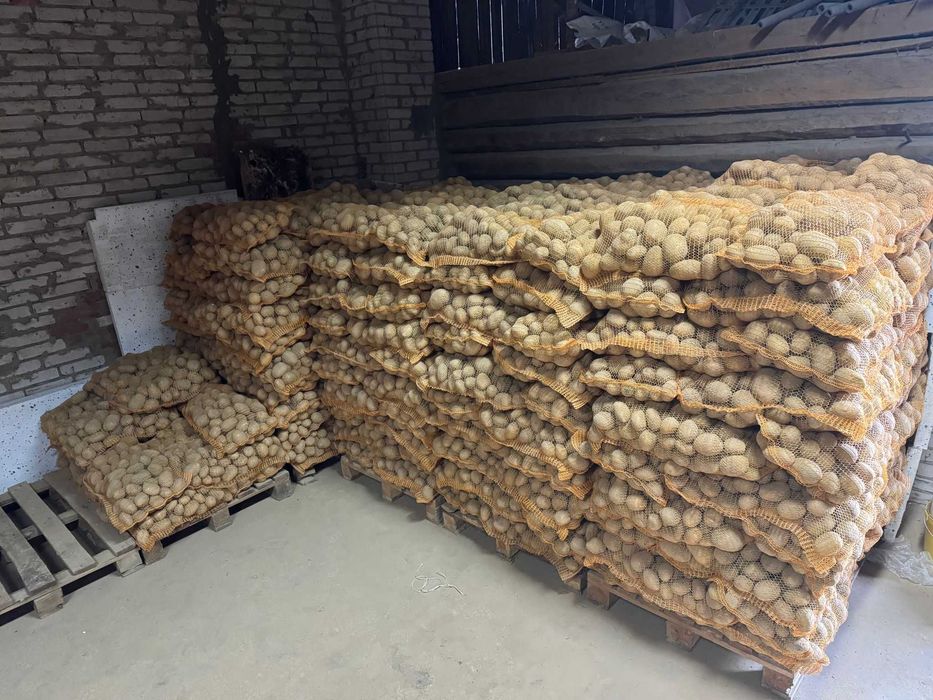 Ziemniaki odmiana Soraya