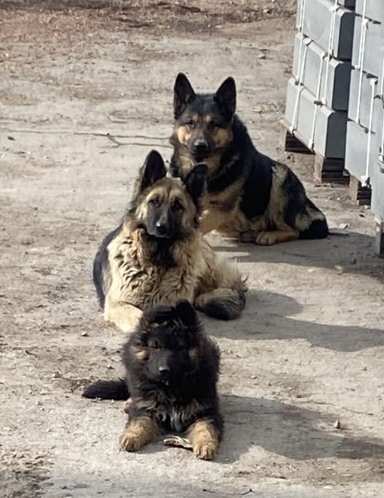 Цуценята  німецької вівчарки