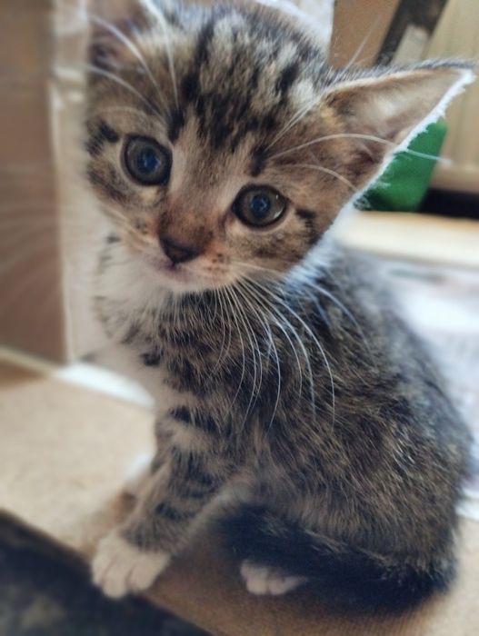 Маємо таких гарних котиків...