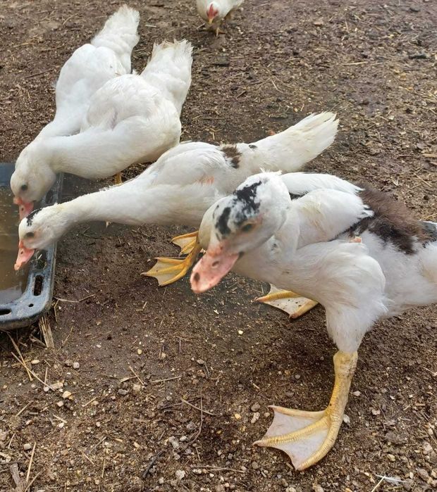 Vendo Patos Mudos Com 2 meses