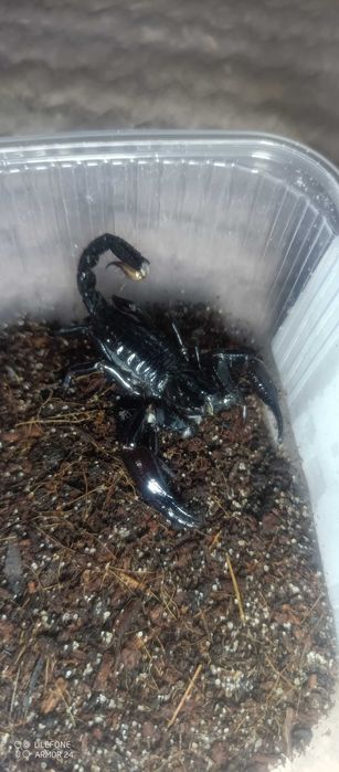 Skorpion Heterometrus longimanus rzadkość